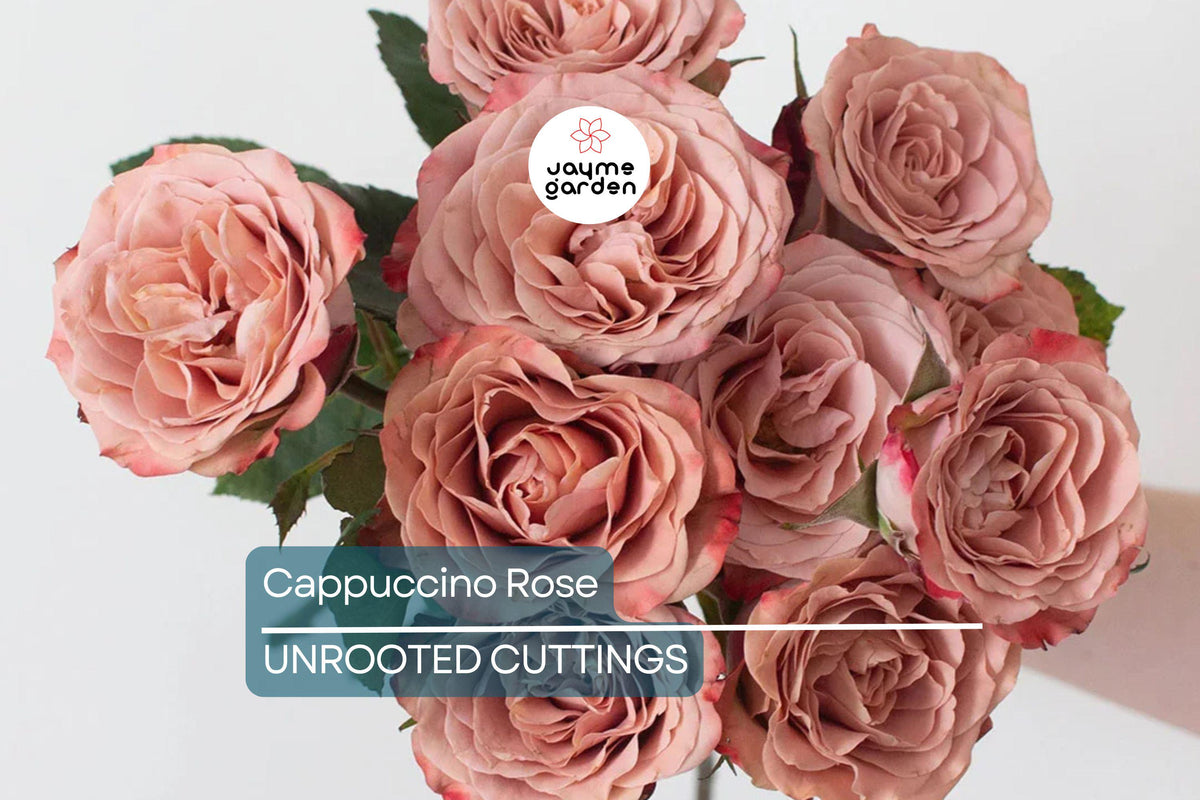 Cappuccino Rose Crepe Myrtle Cuttings - 3 Unrooted, Rare Purple Flowering Plant for Grafting - Fast-Growing, Air-Purifying