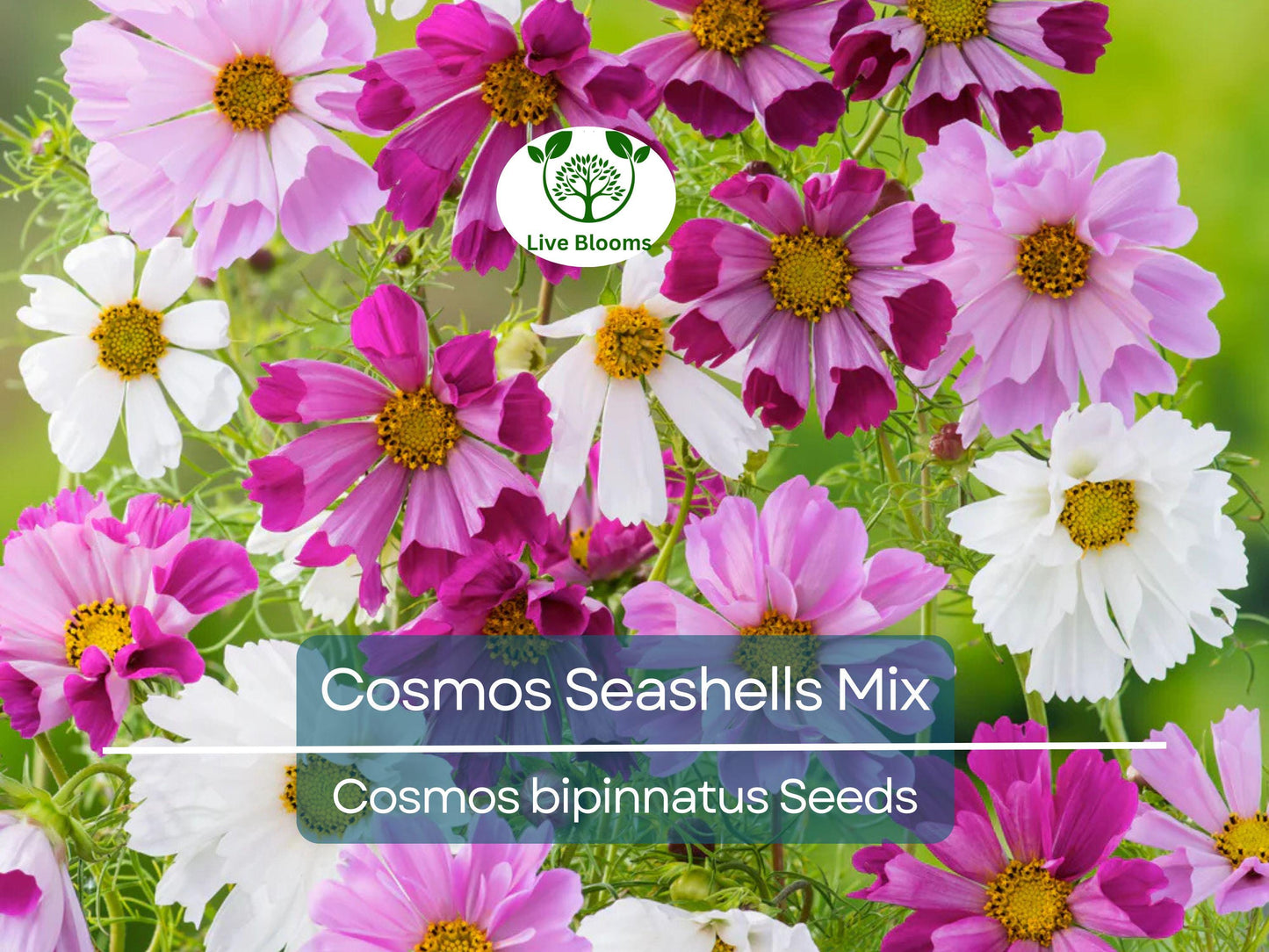 200 Seeds Cosmos Seashells Mix - Rare Tubular Flowers, AAS Winner, Non-GMO Cosmos bipinnatus