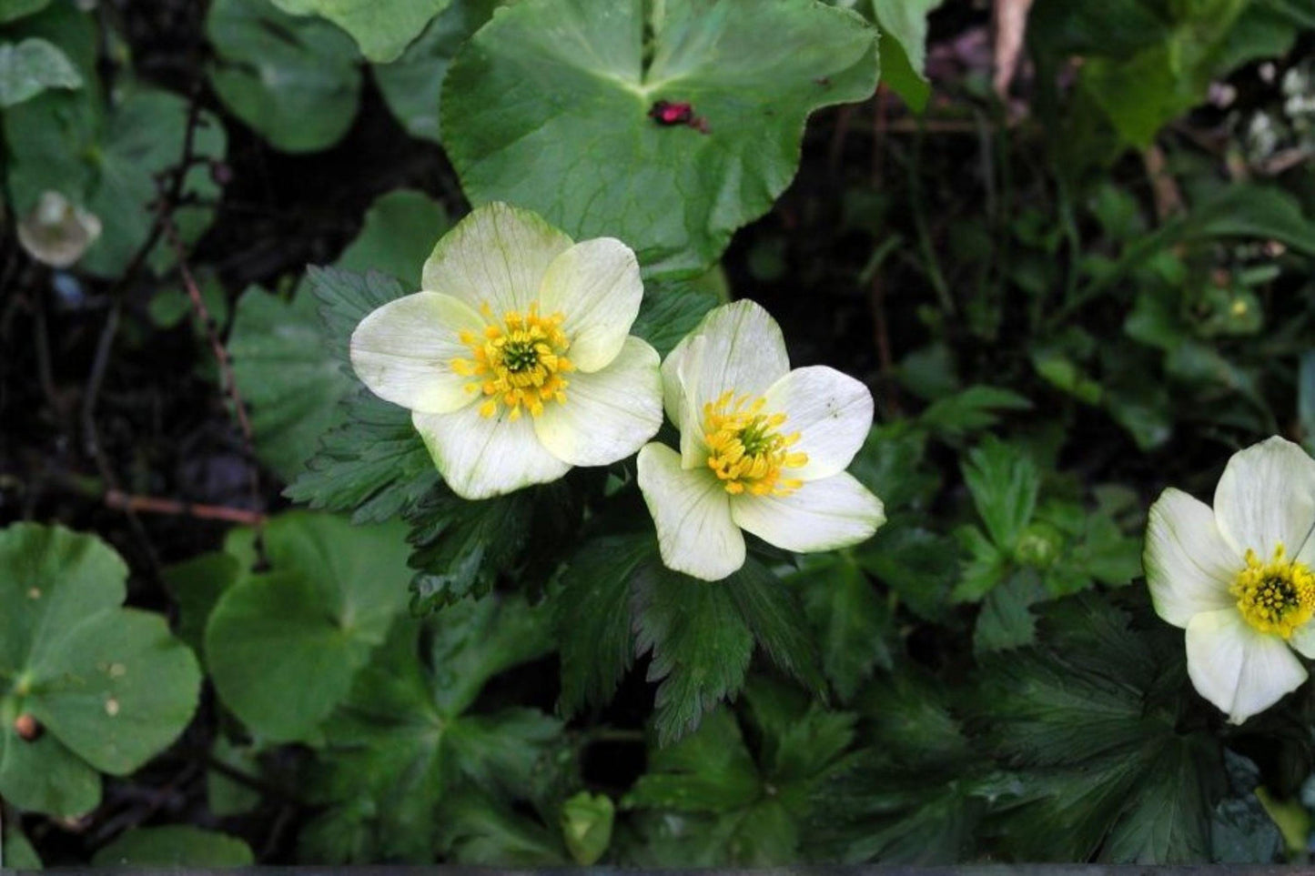 50 American Globeflower Seeds – Trollius laxus albiflorus – Native Shade Perennial for Wet Gardens
