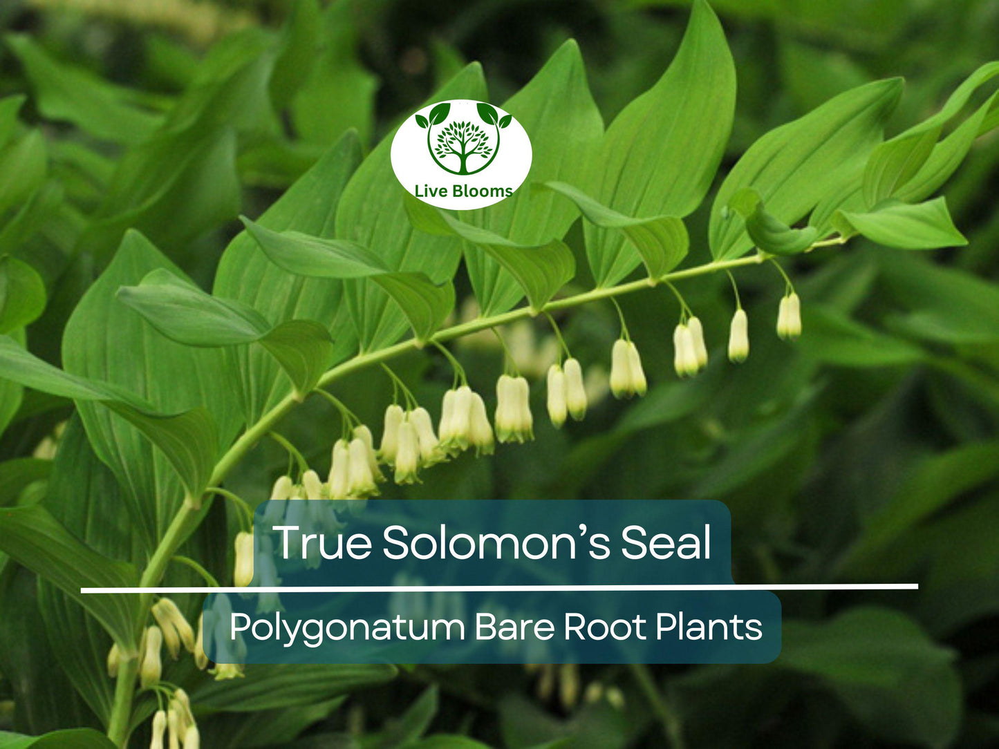 10 True Solomon’s Seal Plants - Bare Root Polygonatum biflorum for Shade Gardens