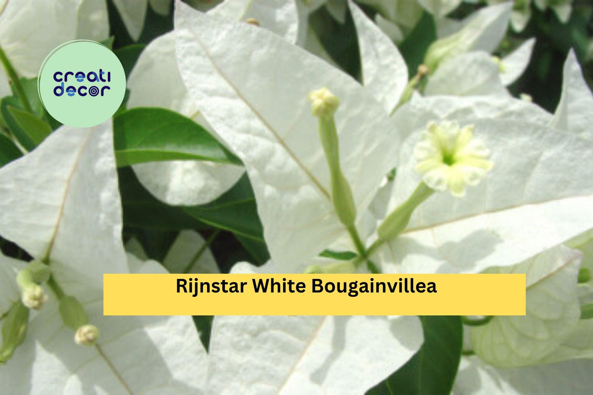 Live Rooted Rijnstar White Bougainvillea Starter Plug Plant | Tropical Flowering Vine | Bougainvillea glabra ‘Rijnstar White’