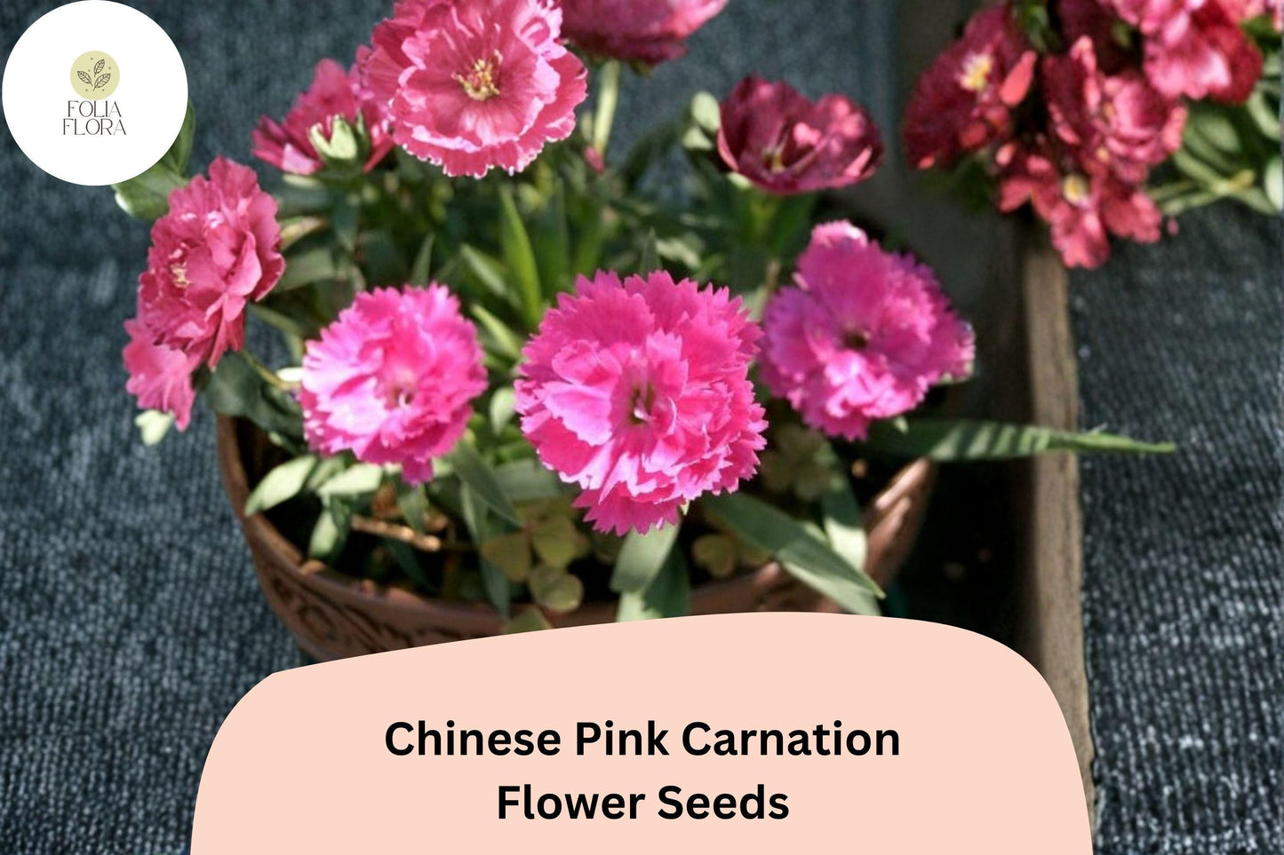 200+ Chinese Pink Carnation Seeds | Dianthus chinensis | Fragrant Pink Blooms for Garden Borders & Pots