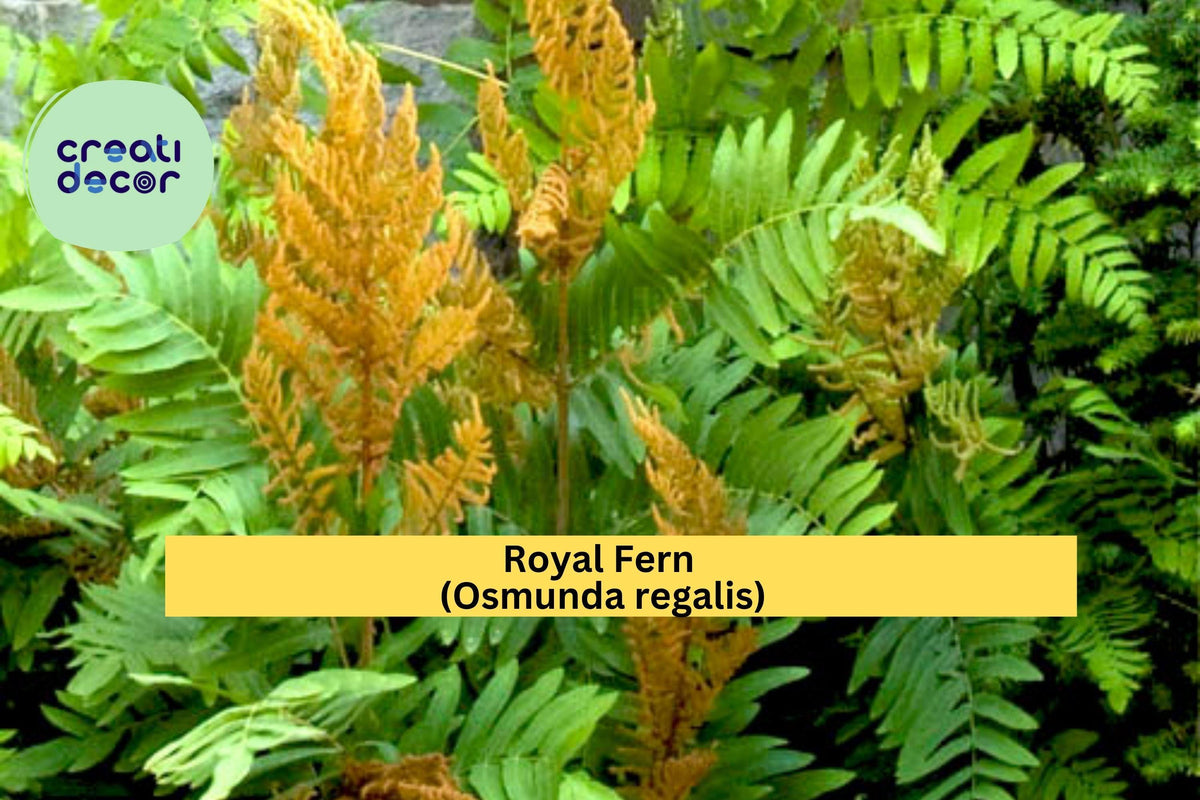 Royal Fern Rhizomes 6 Pack - Osmunda regalis Hardy Perennial Shade Ferns for Moist Soil Garden Spaces