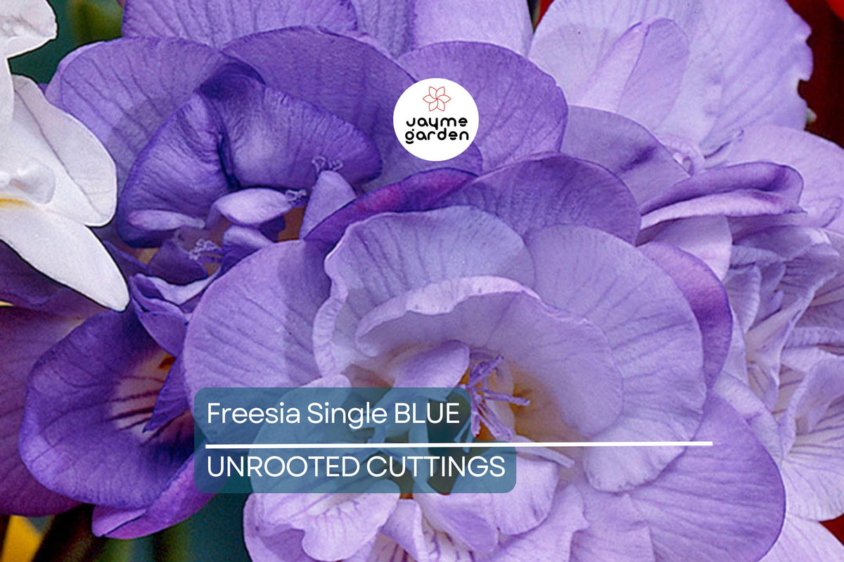 Freesia Bulbs - 5 Count Violet-Blue Fragrant Flowers, Freesia, Easy to Grow for Gardens & Containers, USDA Zones 9-10
