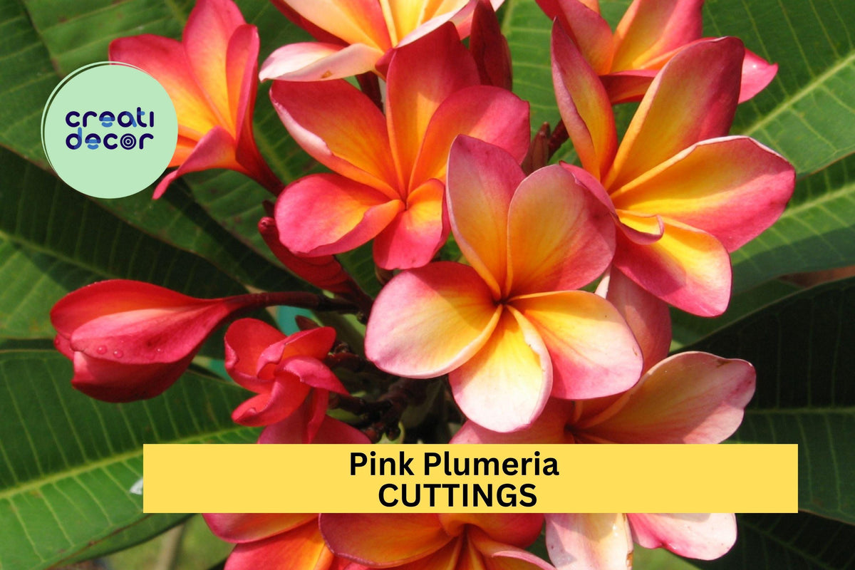 2 Pink Plumeria Cuttings – 10" Single Head Unrooted Stems for Easy Rooting – Tropical Frangipani Plants USA