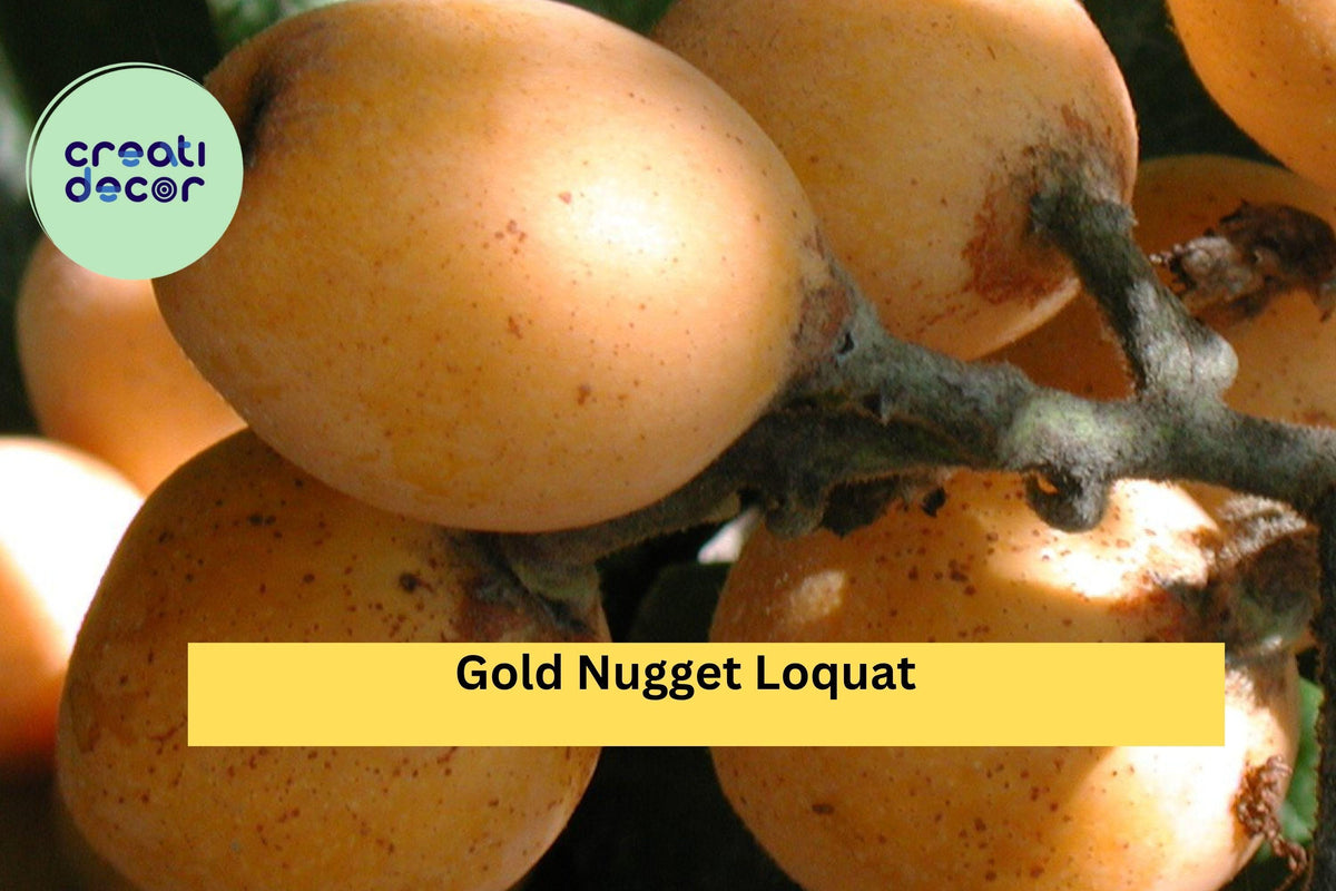 Gold Nugget Loquat Cutting – 6–8 Inch Live Cutting for Rooting, Eriobotrya japonica ‘Gold Nugget’, Sweet Yellow Fruit Tree