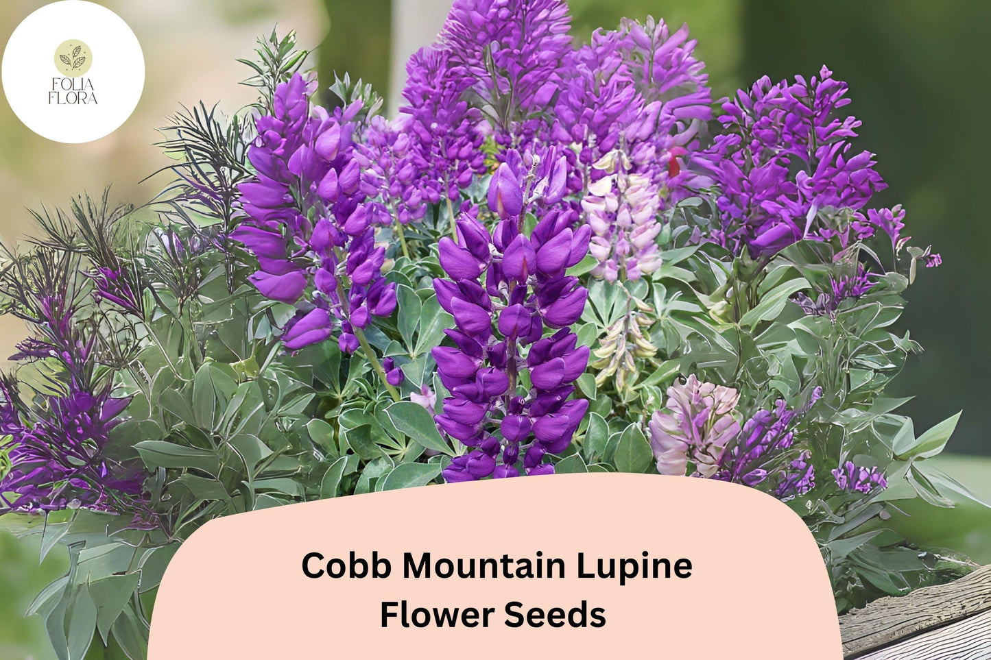 Lupinus ‘Cobb Mountain’ Lupine Seeds – 25+ Purple Blooms for Pollinator Gardens