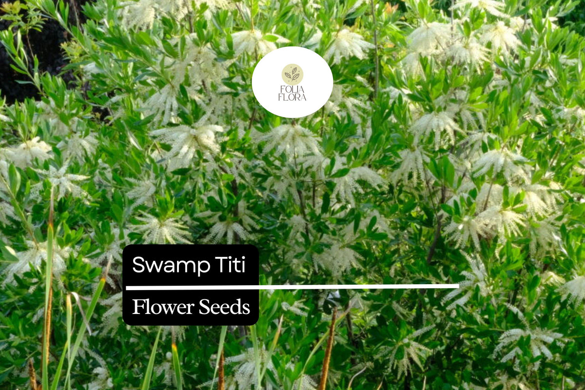 Swamp Titi Seeds | 25 Count | Cyrilla Racemiflora | Native Pollinator Shrub for Wetlands & Wildlife Gardens
