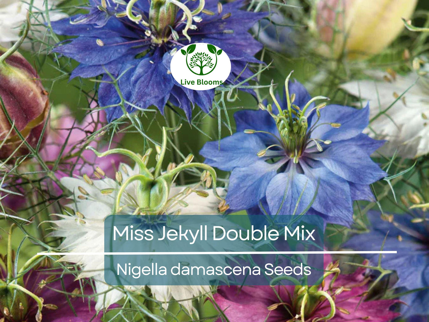 200 Love-in-a-Mist Seeds - Miss Jekyll Double Mix | Non-GMO Heirloom Nigella damascena Cottage Garden Flower