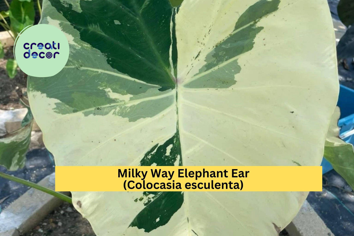 Milky Way Elephant Ear Plant - Small Rooted Starter - Green with White Speckles - Colocasia esculenta - Tropical Perennial