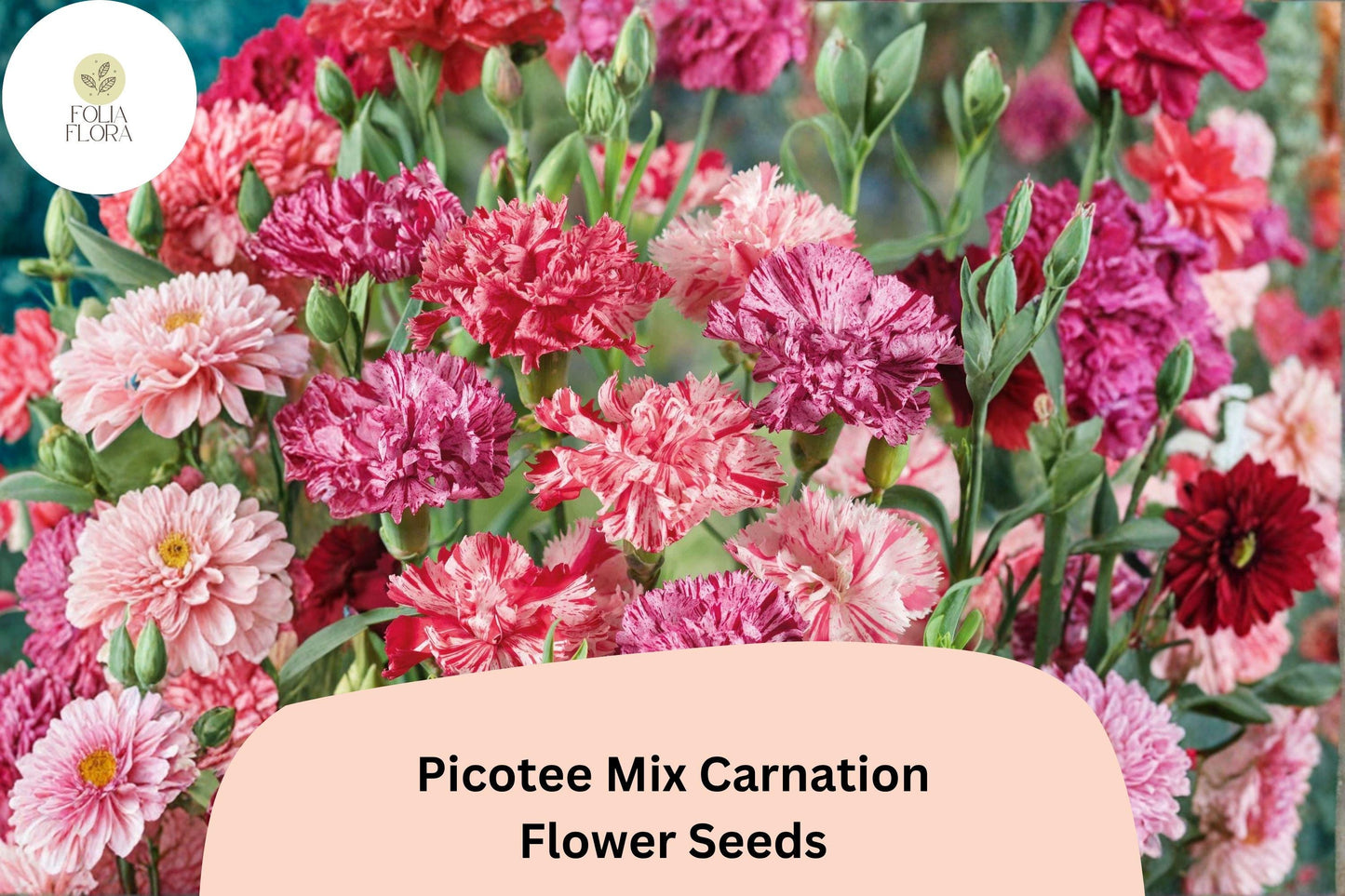 200+ Picotee Mix Carnation Seeds | Dianthus caryophyllus | Multi-Colored Edged Blooms for Garden