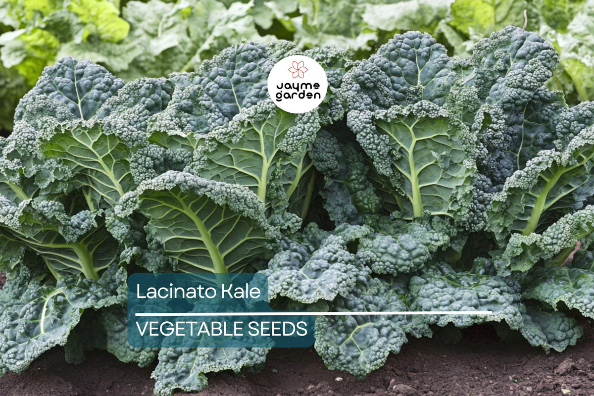 1,000 Lacinato Kale Seeds - Heirloom Non-GMO Dinosaur Kale - Brassica oleracea var. palmifolia - Cold Hardy, Easy to Grow