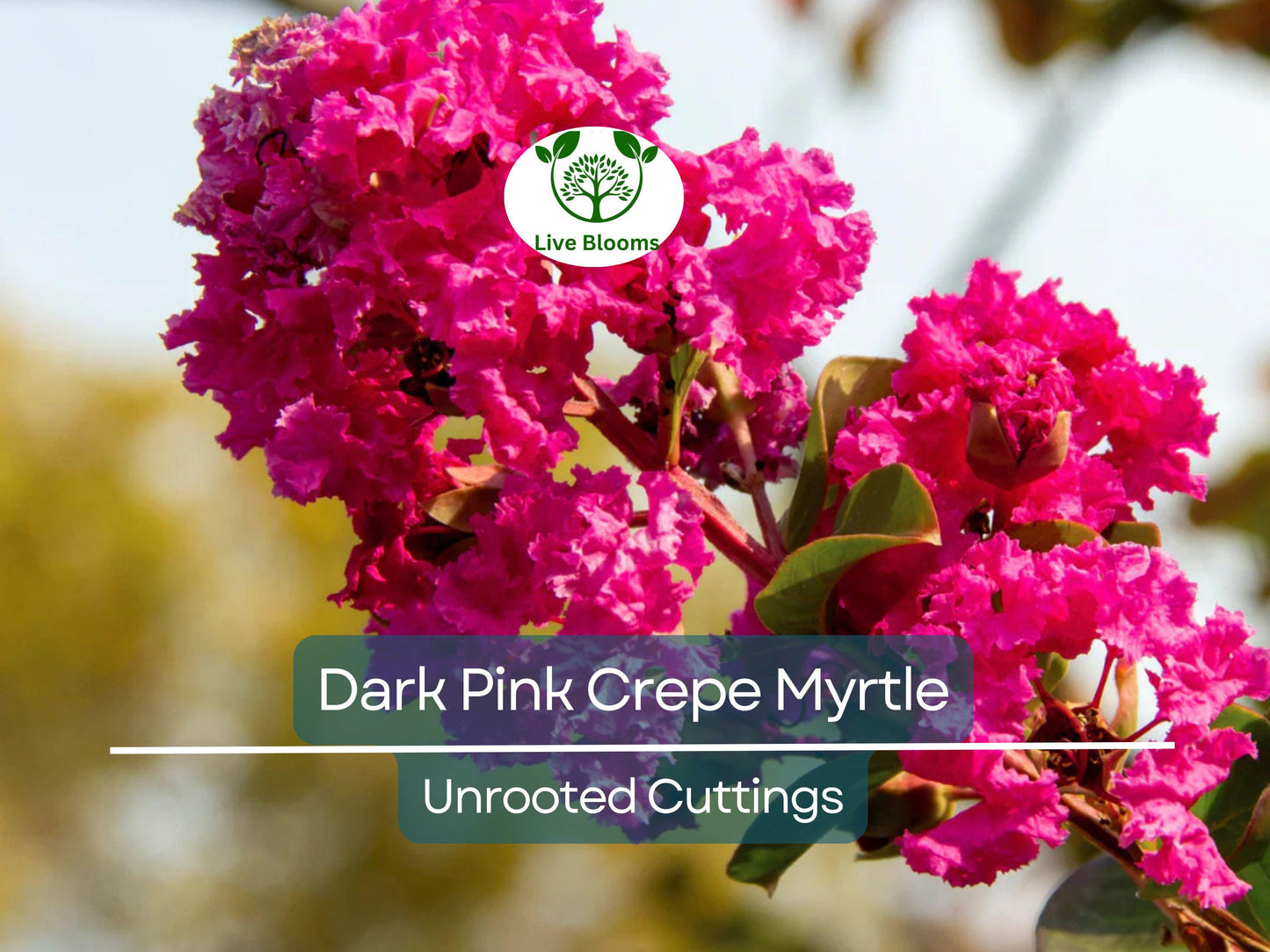 7 Dark Pink Crepe Myrtle Unrooted Cuttings - Lagerstroemia Indica Flowering Tree 6"