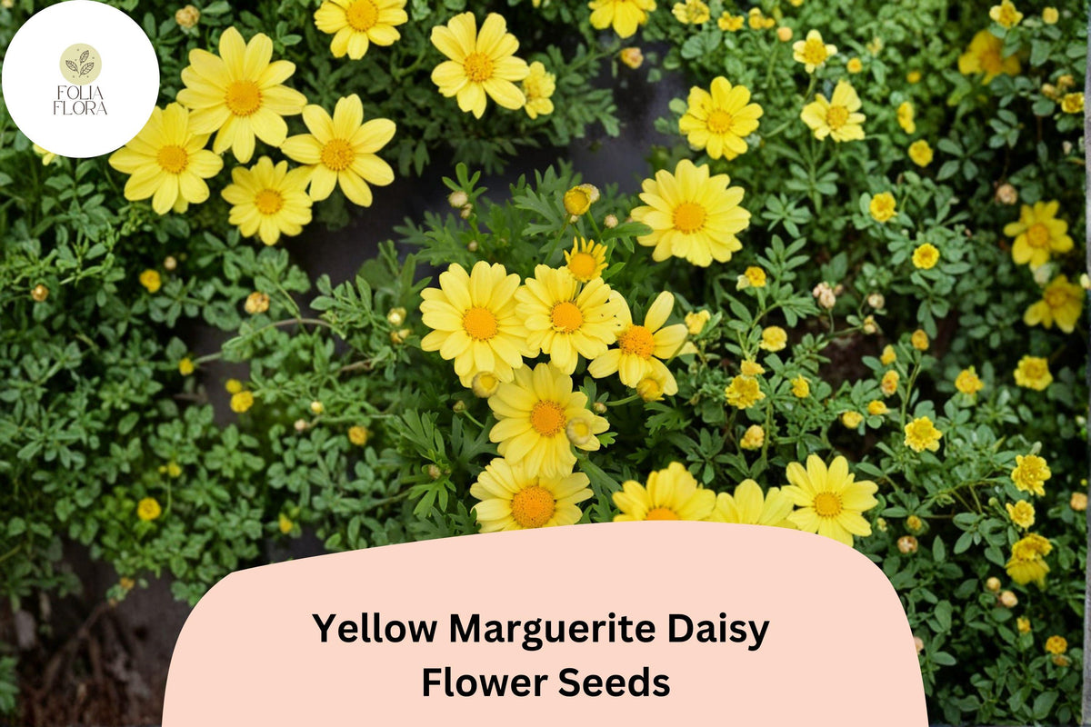 Yellow Marguerite Daisy Seeds 200+ | Argyranthemum frutescens | Bright Golden Blooms for Easy Garden Pots & Beds