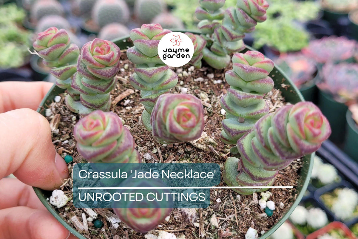 Crassula 'Jade Necklace' Succulent Plant - Rare 8" Easy Care with Star-Shaped Winter Flowers, Crassula rupestris subsp. marnieriana