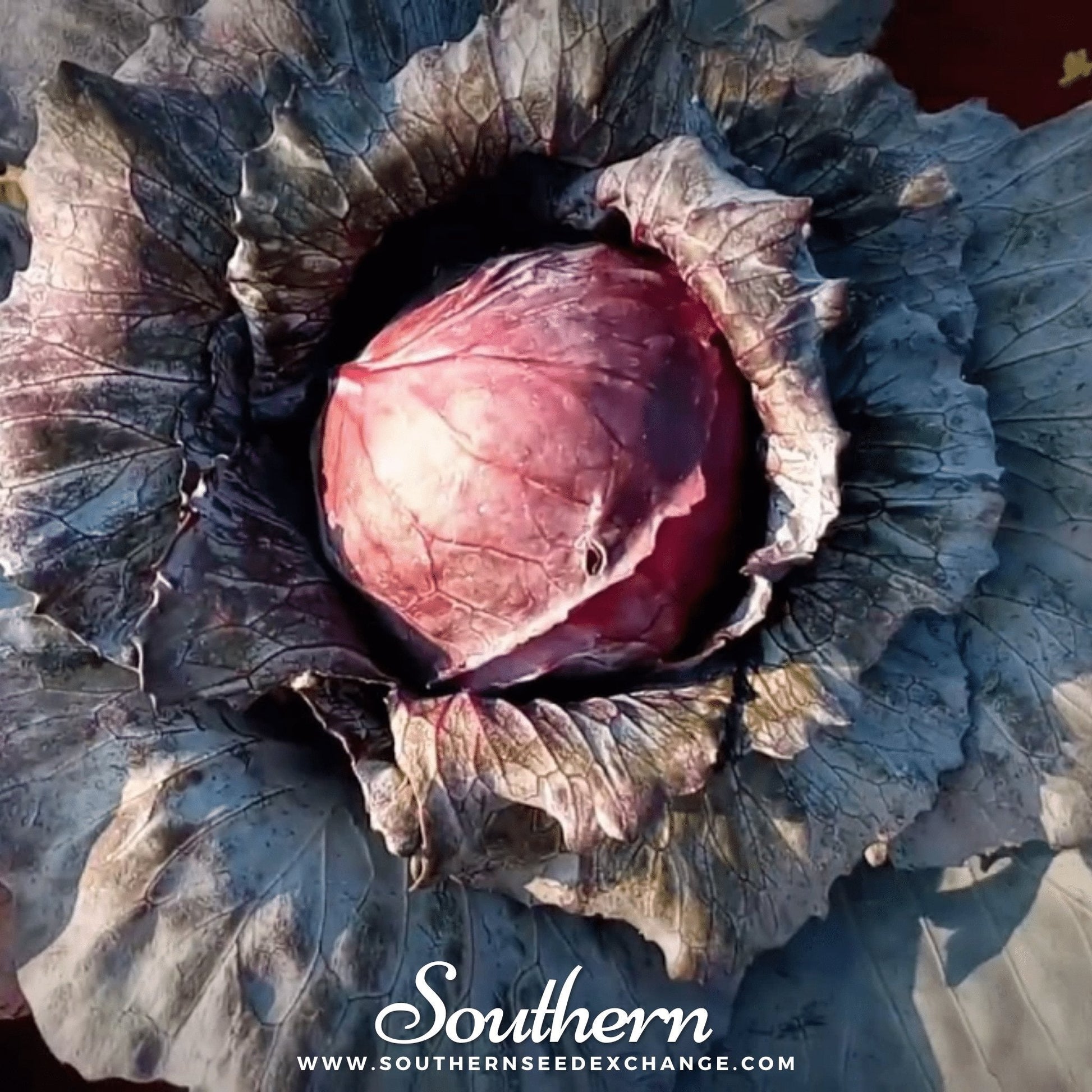 Mammoth Red Rock Cabbage Seeds – Heirloom, Non-GMO, Open Pollinated, Deep Red Heads, 100 Seeds, USDA Zones 3-12