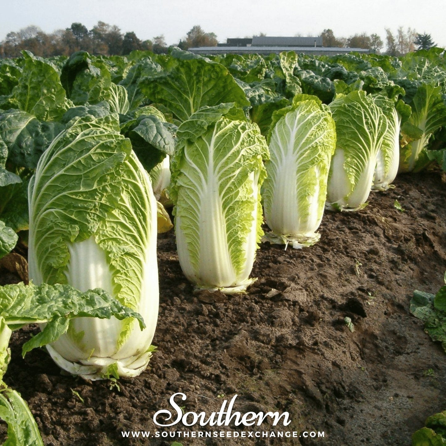 Napa Michihili Heading Cabbage Seeds – Heirloom, Open Pollinated, Brassica rapa, 100 Seeds