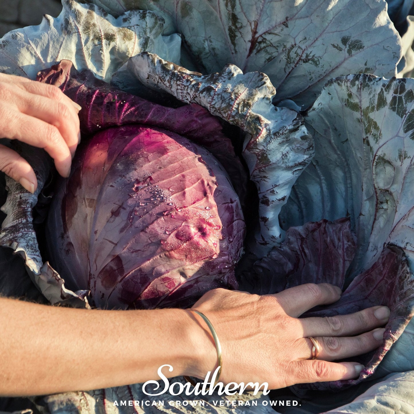 Red Acre Cabbage Seeds – Heirloom, Non-GMO, Compact 2-4 lb Heads, Deep Reddish-Purple Brassica oleracea, 100 Seeds