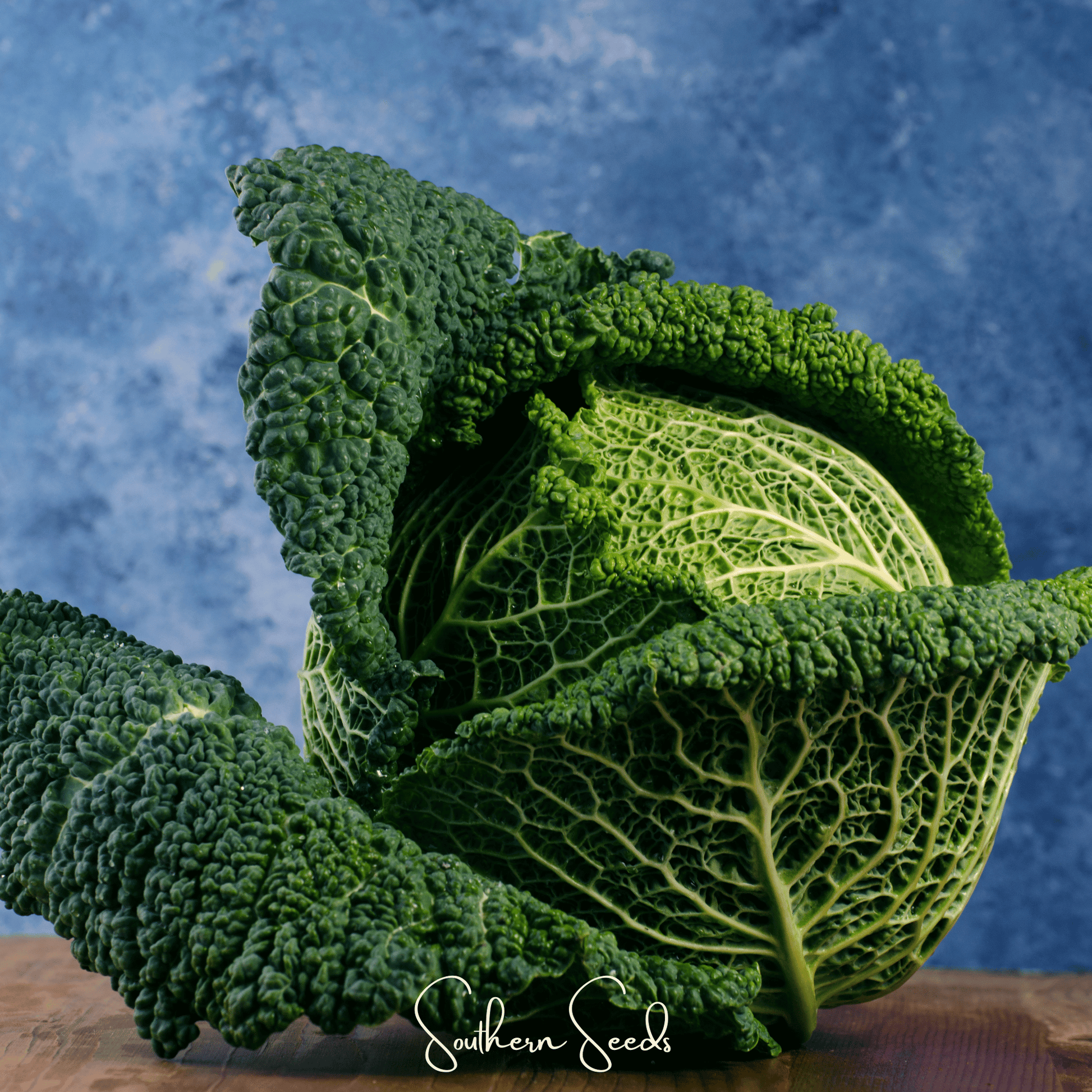 Savoy Cabbage Seeds – Heirloom, Open Pollinated, Cold-Hardy, 100 Seeds Brassica oleracea
