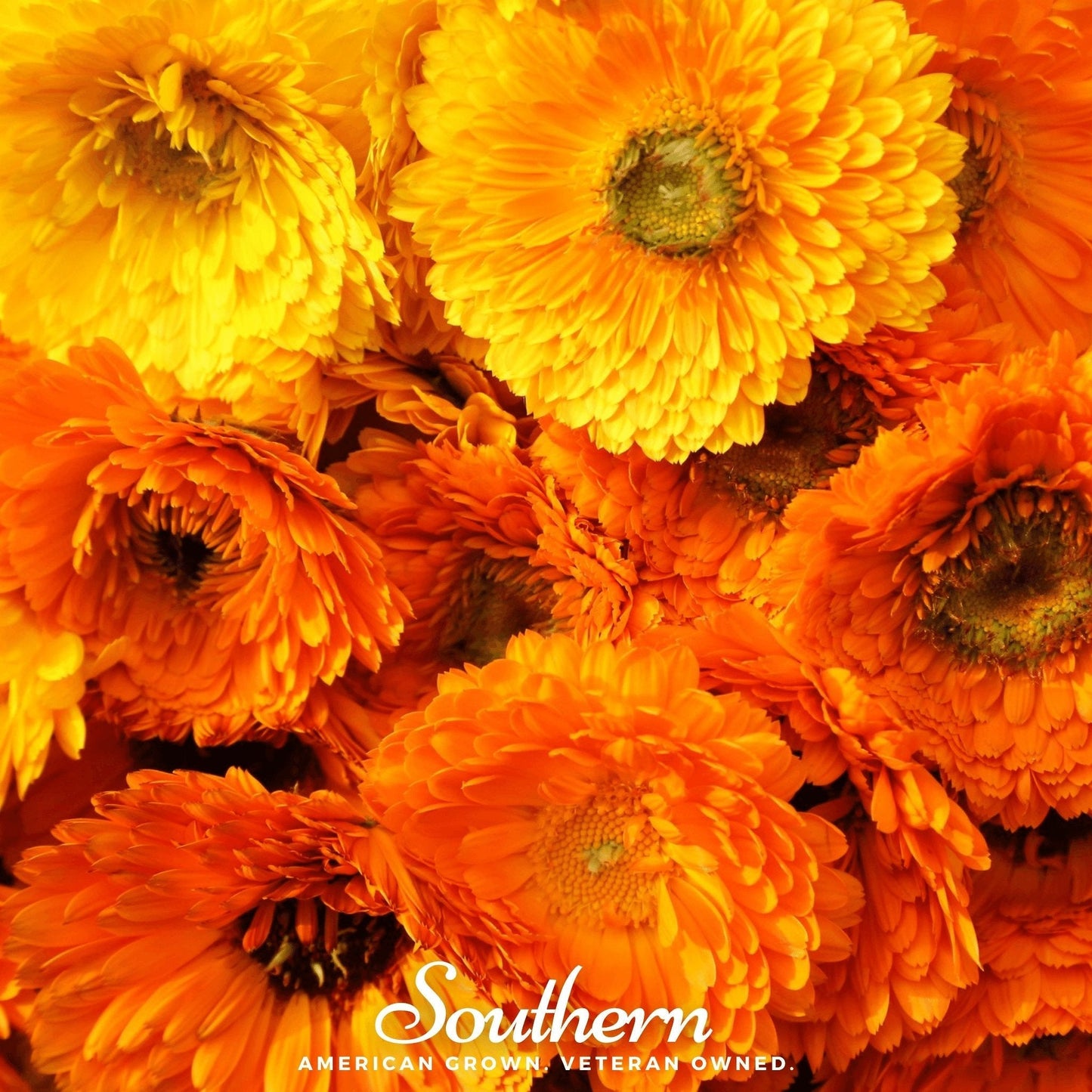 Pacific Beauty Calendula Seeds - Heirloom Pot Marigold, Edible Flowers, Medicinal Herb, 100 Seeds