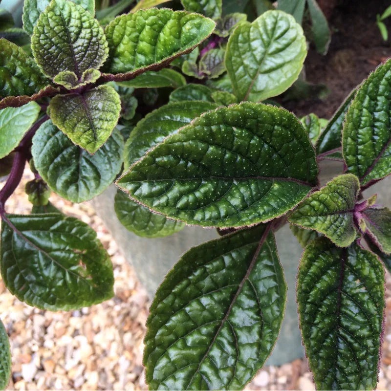 Purple Swedish Ivy Cuttings – 4 Unrooted Millionaria Plant Starts, Trailing Purple Vine, Indoor Outdoor Ornamental Foliage