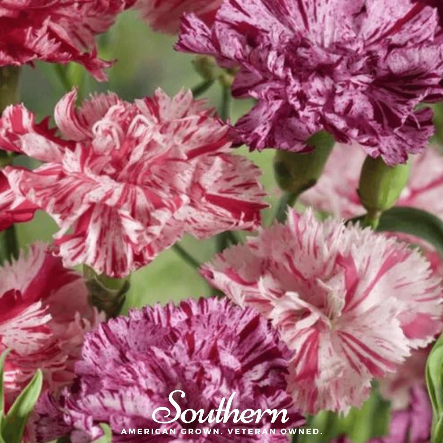 Chabaud Picotee Carnation Seeds – Heirloom, Fragrant, Bi-Colored, Fully Double, Dianthus caryophyllus, 25 Seeds