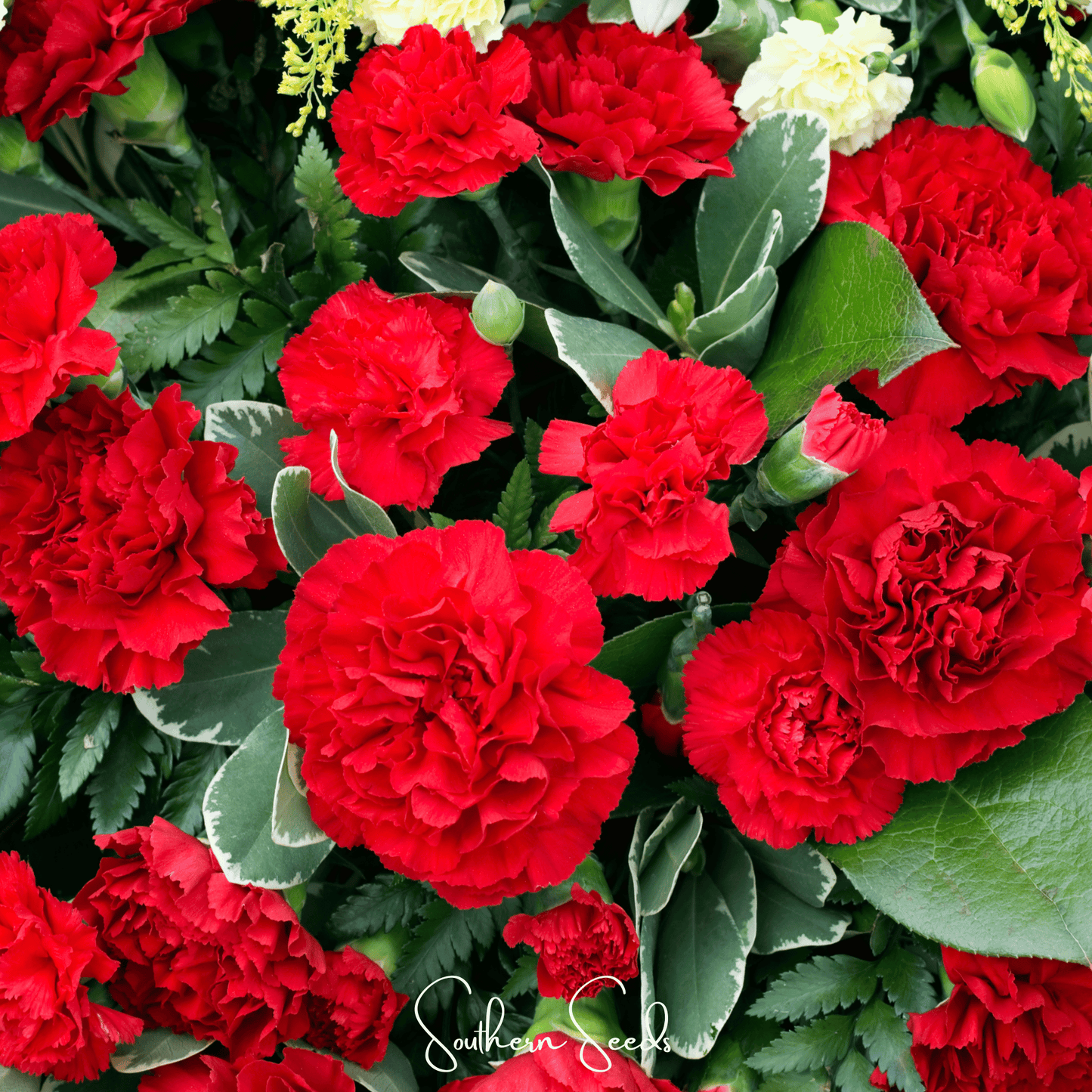 Etincellant Carnation Seeds – Scarlet Red Fully Double Frilled Blooms Dianthus caryophyllus 25 Seeds