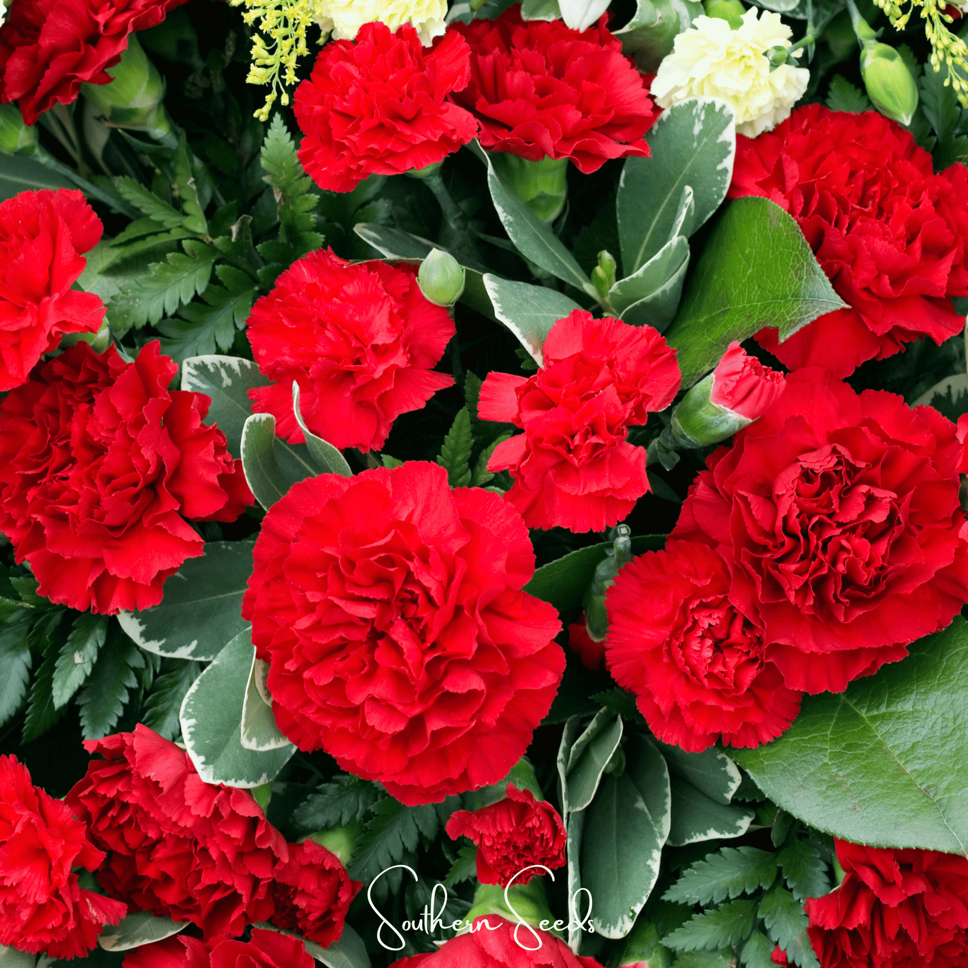 Etincellant Carnation Seeds – Scarlet Red Fully Double Frilled Blooms Dianthus caryophyllus 25 Seeds