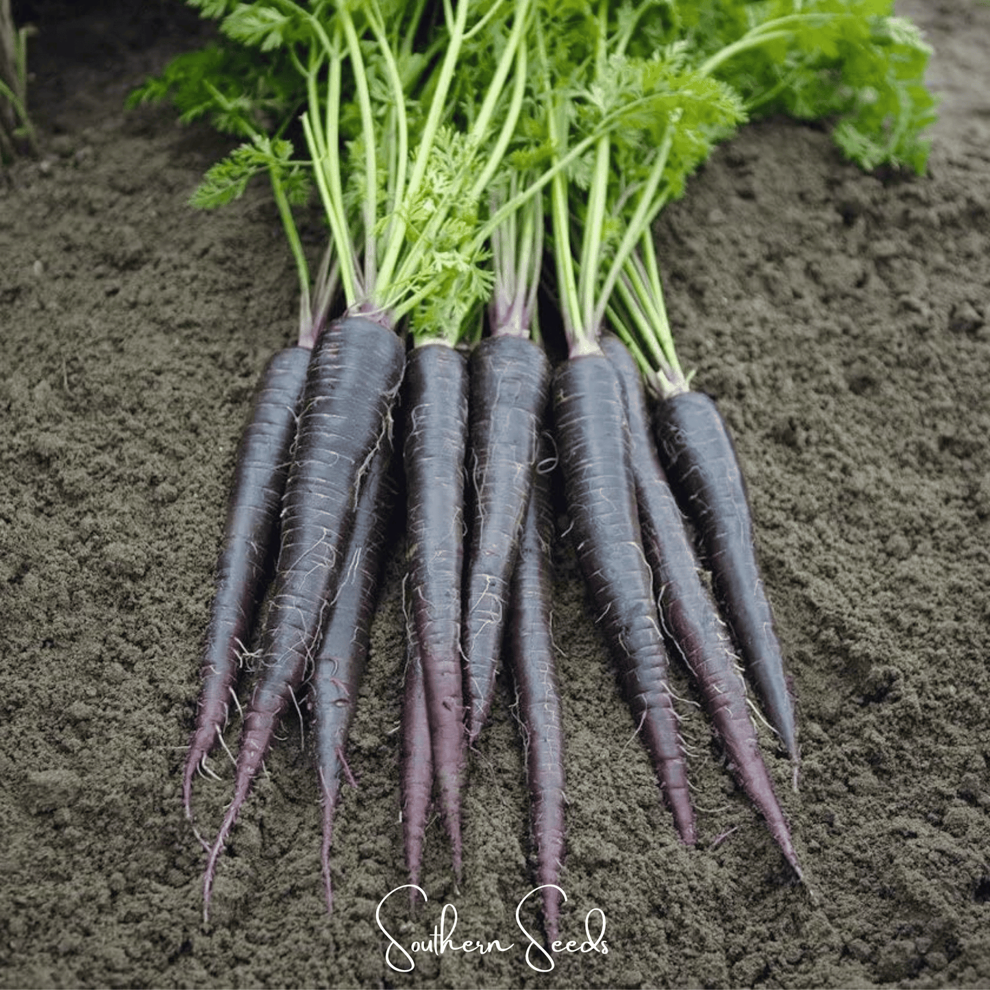 Black Nebula Carrot Seeds – Heirloom, Non-GMO, Deep Purple, 250 Seeds, Daucus carota, Vibrant Color & Sweet Flavor