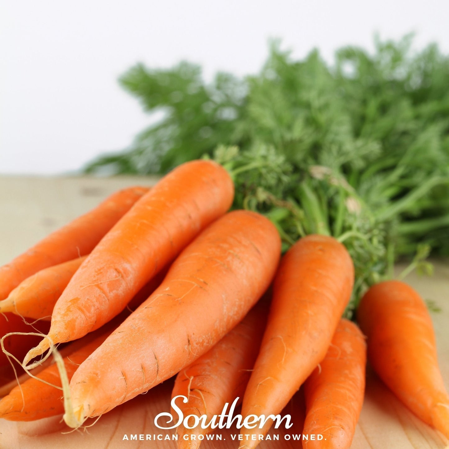Danvers Carrot Seeds – Heirloom, Non-GMO, 250 Seeds, Deep Orange, Cone-Shaped, Heavy Soil Tolerant, Daucus carota