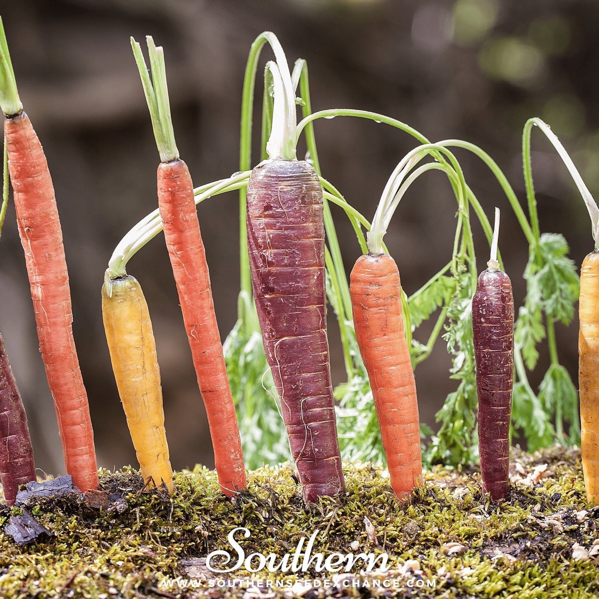 Rainbow Carrot Seeds - 100 Heirloom Rainbow Blend Varieties for Colorful Salads & Gardening Daucus carota