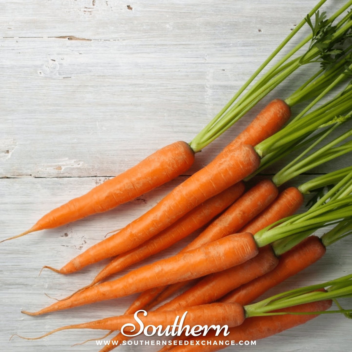 Tendersweet Carrot Seeds – Heirloom, Non-GMO, Deep-Orange, Sweet, 250 Seeds for Fresh Eating, Juicing & Salads