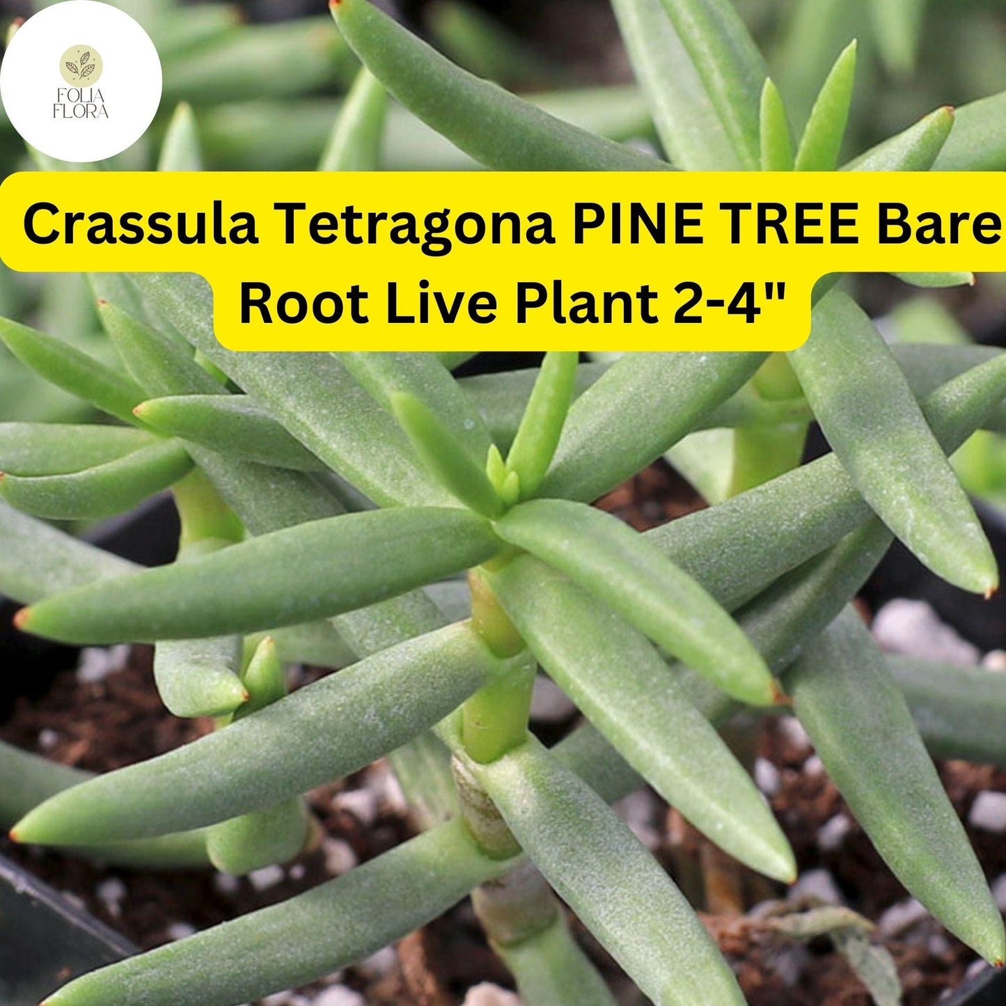 Crassula Tetragona ‘Pine Tree’ Succulent | 1 Live 2-4" Bare Root, Drought-Tolerant, Easy-Care Houseplant