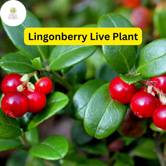 1 Live Lingonberry Plant (Vaccinium vitis-idaea) - Hardy Edible Ground Cover with Red Berries