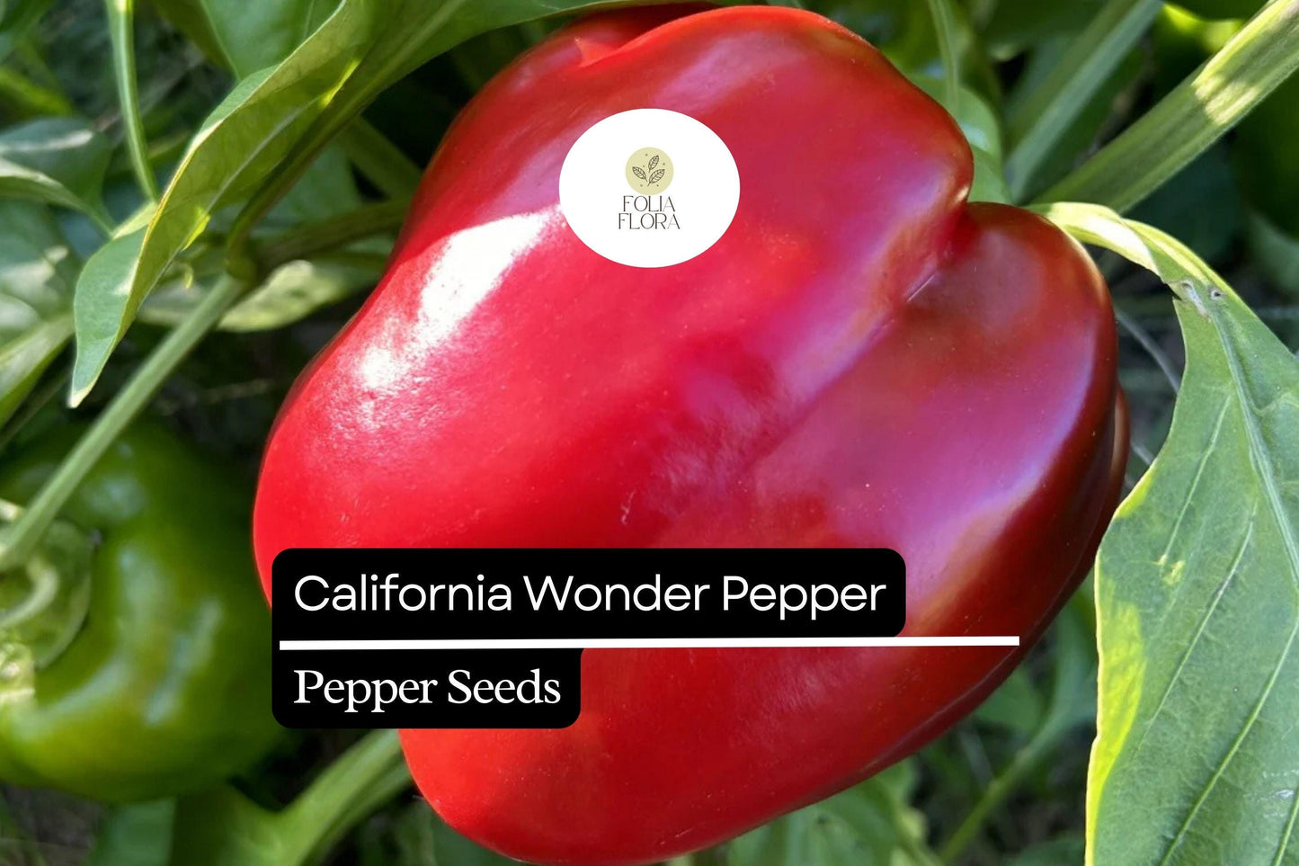 25 California Wonder Pepper Seeds – Heirloom Sweet & Crisp Bell Peppers, High-Yielding Capsicum annuum