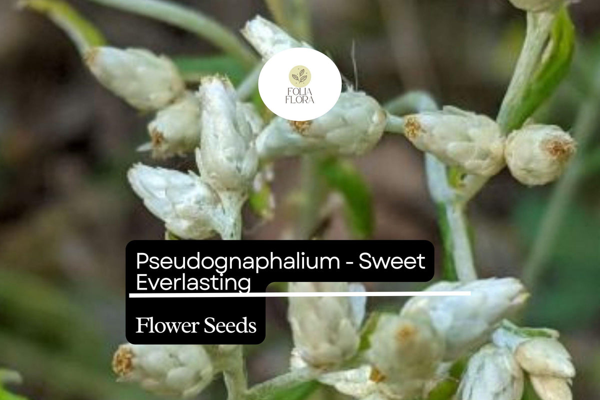 30mg Pseudognaphalium Sweet Everlasting Seeds - Perennial Wildflower for Pollinator Gardens