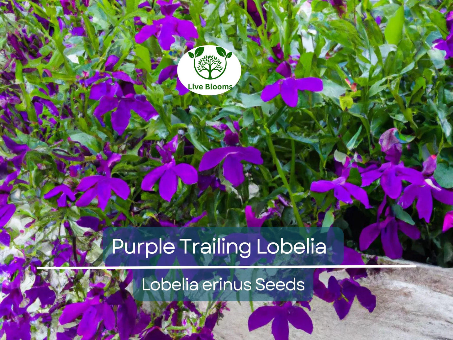 600 Purple Trailing Lobelia Seeds | Easy Grow Annual Flower for Hanging Baskets & Ground Cover