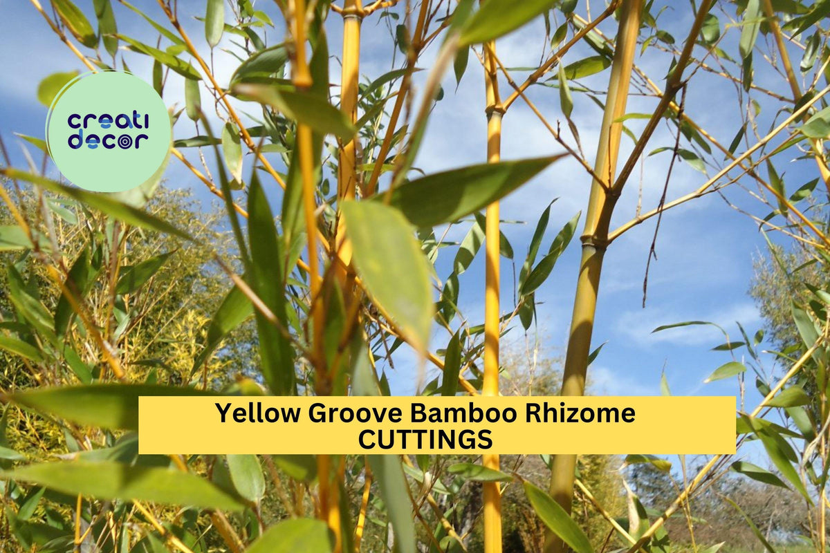 3 Rhizome Cuttings Yellow Groove Bamboo | Phyllostachys aureosulcata | Cold Hardy for Zone 5+ | Fast Growing Privacy Screen