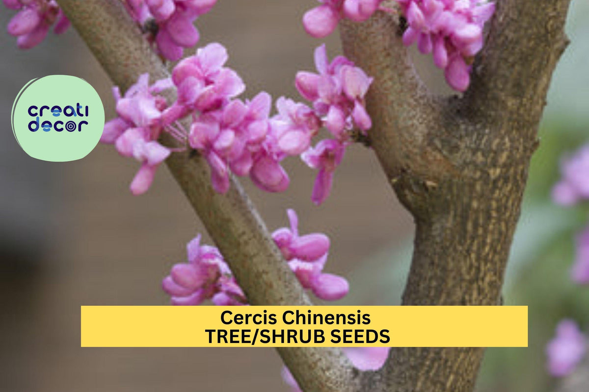 Cercis chinensis Seeds - 30 Seeds Total - Chinese Redbud Tree - Pink Flowering Ornamental Tree for Gardens and Landscapes