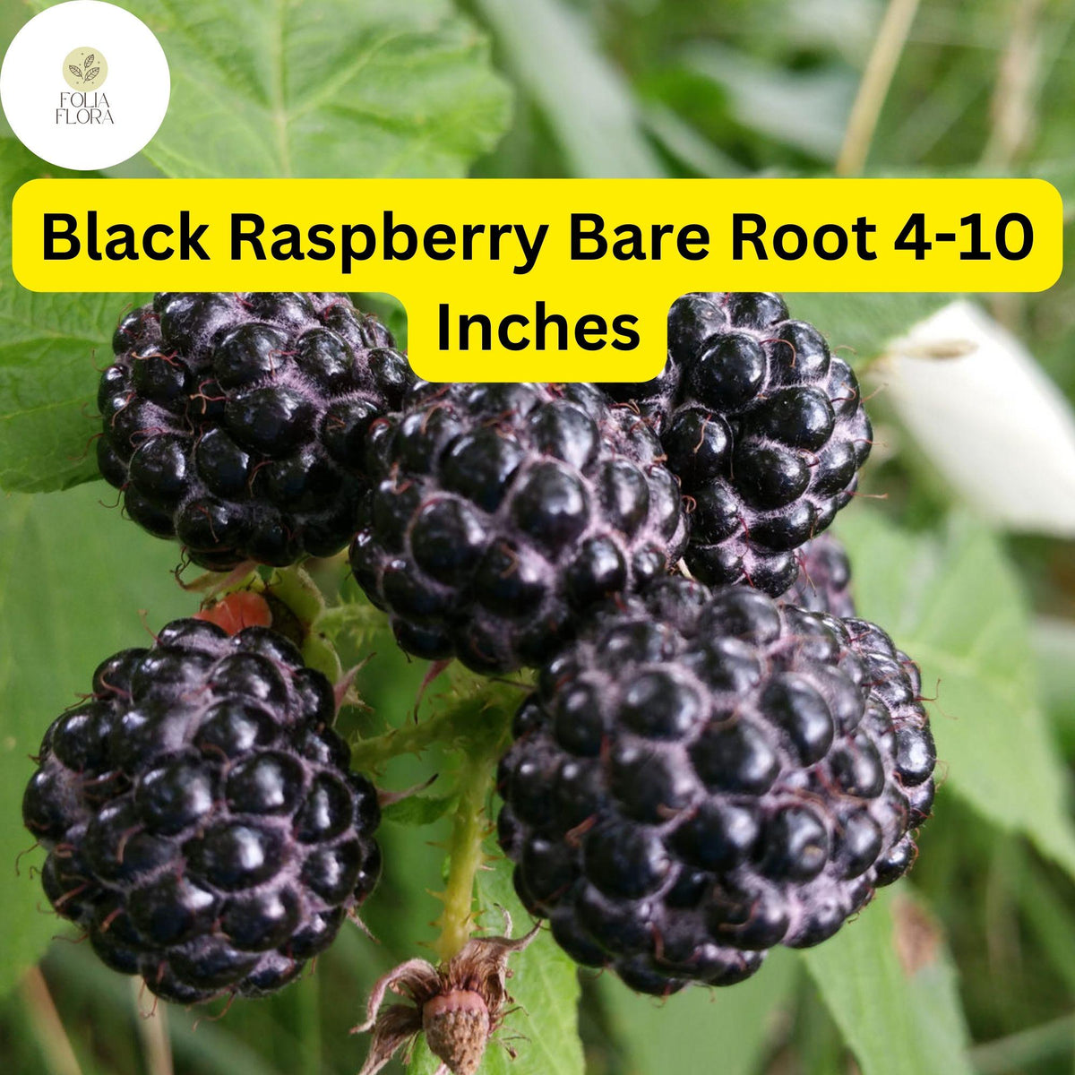 Mysore Black Raspberry Plant - 10 Bare Root Starter Plants (Rubus niveus) - High-Yield Perennial Fruit for Edible Gardens