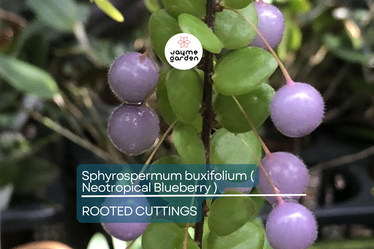 Rooted Cuttings Neotropical Blueberry Sphyrospermum buxifolium Rare Tropical Fruit Plant Exotic Foliage Moisture-Loving