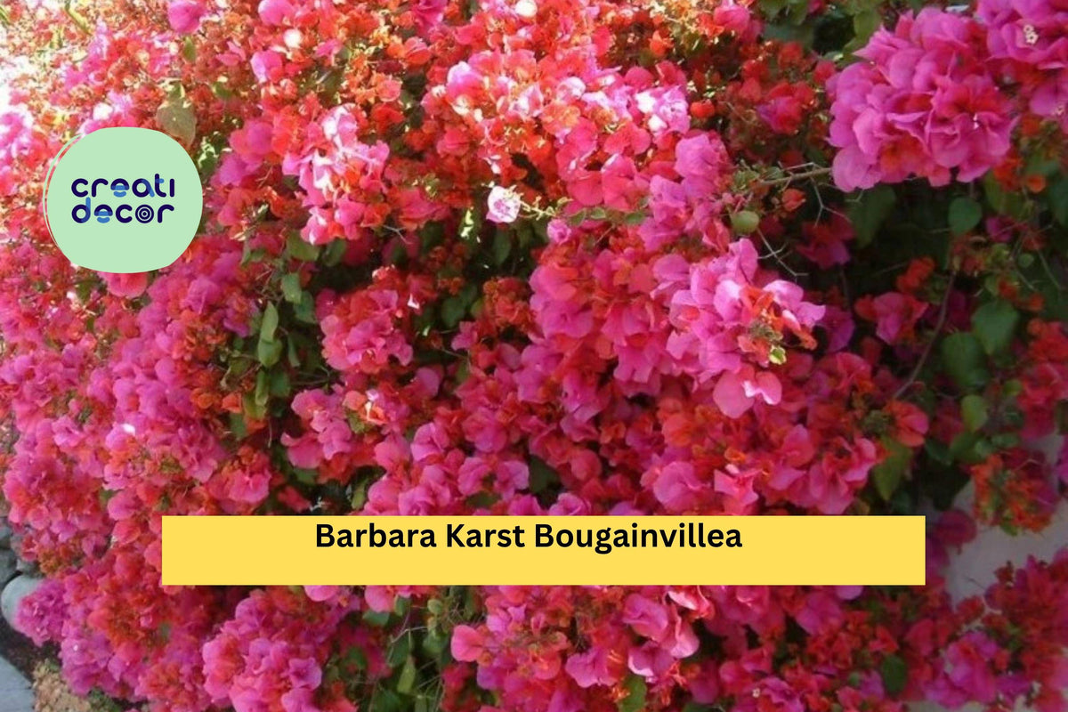 Bare Root Bougainvillea Starter Plant - Barbara Karst - Red-Pink Blooms - Bougainvillea glabra 'Barbara Karst' - Tropical Vine
