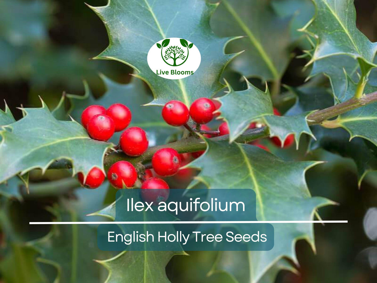 10 Seeds Ilex Aquifolium - English Holly, Evergreen Shrub for Hedges, Privacy, and Wildlife Gardens