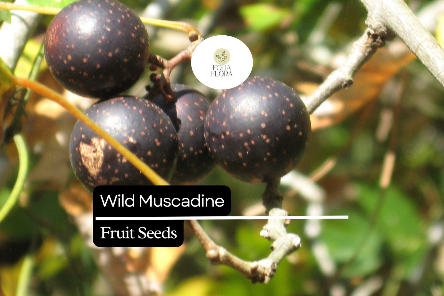 Wild Muscadine Seeds – Vitis rotundifolia Native Grape Vine with Edible Fruit, Drought-Tolerant & Pollinator-Friendly