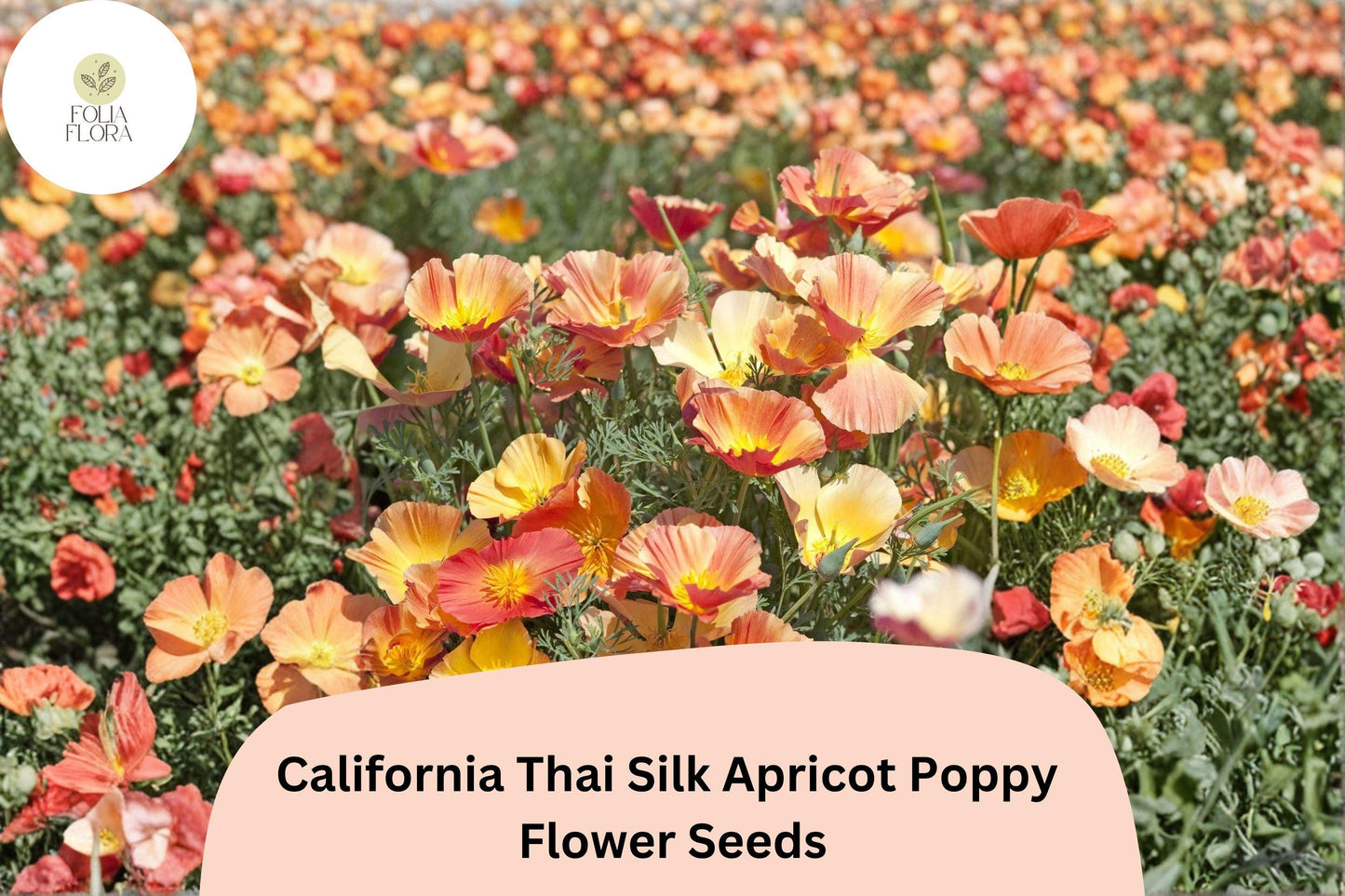 200+ California Thai Silk Apricot Poppy Seeds - Vibrant Apricot Wildflower Mix for Full Sun Gardens