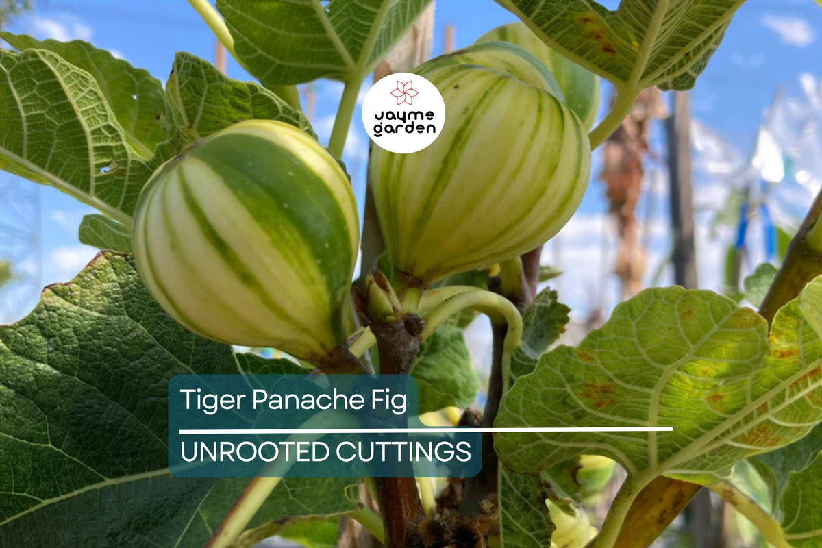 Tiger Panache Fig Cuttings - 2 Fresh 6" Variegated Scions with 3+ Nodes for Rooting - Ficus carica Variegata