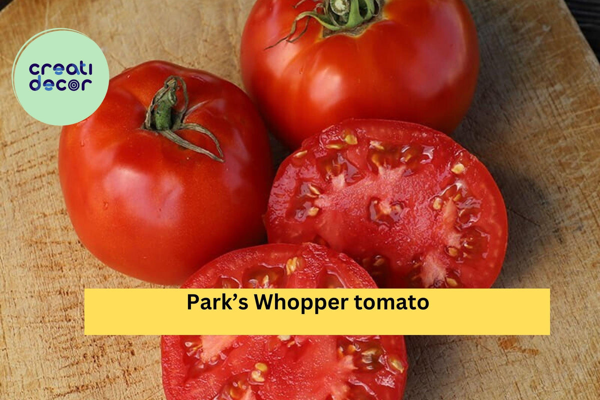 Park’s Whopper Tomato Plants – 2 Pack, Hybrid Red Fruit, Solanum lycopersicum ‘Park’s Whopper’, Perfect for Gardens & Containers