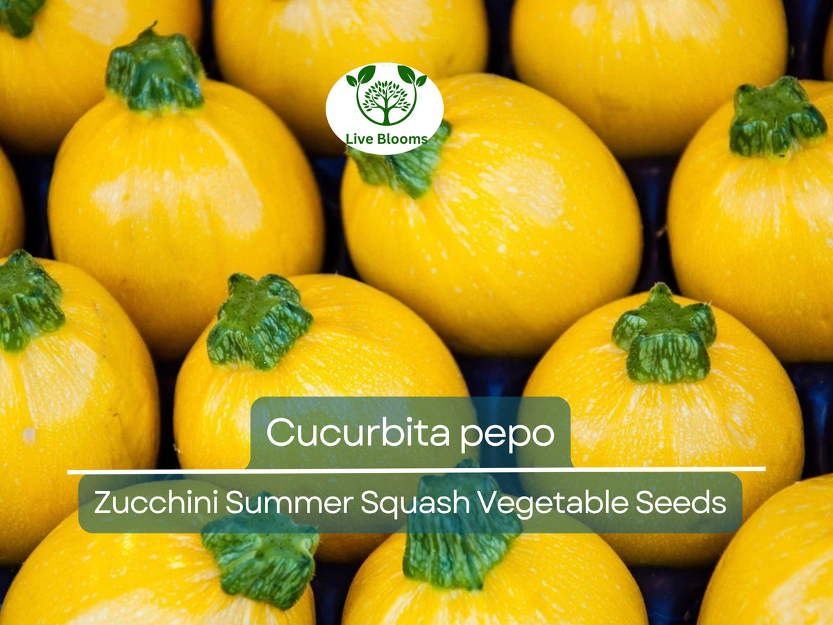 Summer Squash Seeds 1g Round Zucchini Heirloom (Cucurbita pepo) for Gardening, Fresh Harvests, and Easy Planting