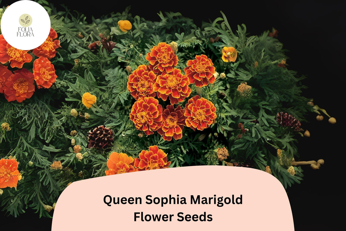 25+ Queen Sophia Marigold Seeds | Compact French Marigold | Orange-Red & Gold Blooms | Tagetes patula | Garden Flower Seeds