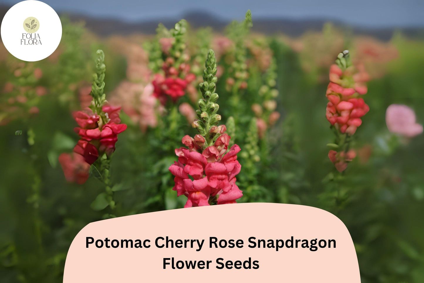 Antirrhinum majus Potomac Cherry Rose Snapdragon Seeds – 1000+ Vibrant Pink-Red Blooms for Garden & Cut Flowers